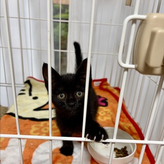 黒猫ちゃん2ヶ月