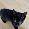 黒猫ちゃん2ヶ月