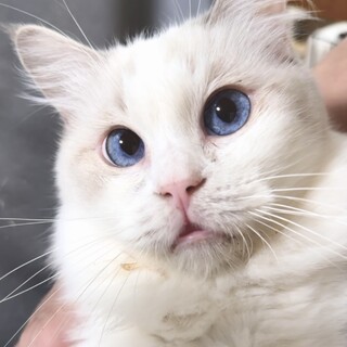 里親募集（繁殖引退猫）ラグドール