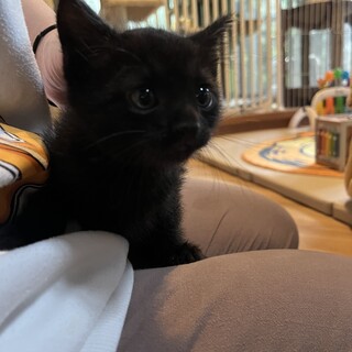 仲良しキジ白・黒兄弟《のびちゃんとくろすけ》