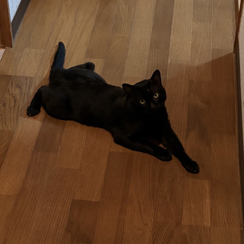 ココのカバー写真