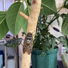 リーヤキュンヤ