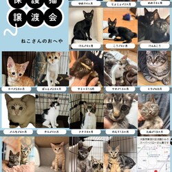 子猫だらけの保護猫譲渡会