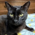 ココ［人懐っこい黒猫・FIVキャリア］