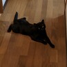 ココ［人懐っこい黒猫・FIVキャリア］ サムネイル2