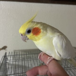 里親様が決まりました