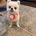 白ポメのゆっけ