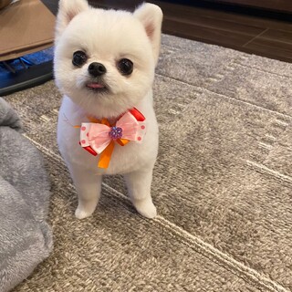 白ポメのゆっけ