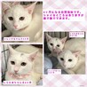 交渉中です。撫で撫でOK白猫しらたまちゃん サムネイル2