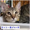 おっとりキジ猫ヨッシー君