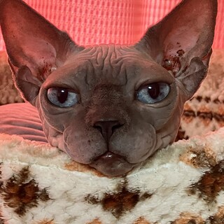 スフィンクスの里親募集