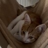 人慣れ抜群愛嬌バックの茶トラ男の子（こてんくん） サムネイル3