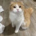 おっとりスコティッシュの男の子です