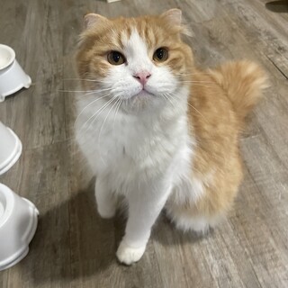 おっとりスコティッシュの男の子です