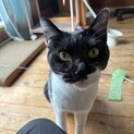 はこもど です！ 可愛いオス猫