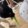 はこもど です！ 可愛いオス猫 サムネイル2