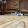 はこもど です！ 可愛いオス猫 サムネイル3