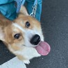 とにかく人間大好き！コーギーの大ちゃん サムネイル2