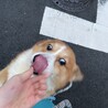 とにかく人間大好き！コーギーの大ちゃん サムネイル3