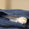 コザクラインコ サムネイル2