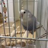 コザクラインコ サムネイル3