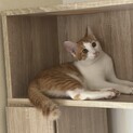 抱っこのおねだりが激しい耳ちゃ君♂