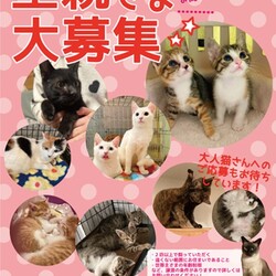 【要予約・別日対応可】しゃーねこ家保護猫譲渡会！！
