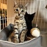 かなたくん　キジトラ小顔のイケメン男子 サムネイル2