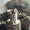 人慣れ抜群愛嬌バックの茶トラ男の子（こてんくん） サムネイル2