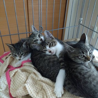 生後2ヶ月のきょうだい猫、とってもかわいいです！
