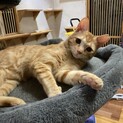 可愛い茶トラ8ヶ月