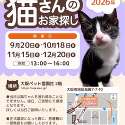 第98回 ViVAキャッツ譲渡会