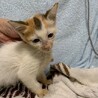 グルーミング下手の可愛い三毛猫ナンちゃん サムネイル2