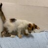 グルーミング下手の可愛い三毛猫ナンちゃん サムネイル4
