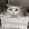 ツンデレな美猫【ユキ】ちゃん サムネイル4