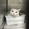 ツンデレな美猫【ユキ】ちゃん サムネイル7