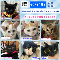保護ねこ譲渡会in周南市