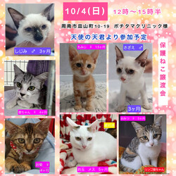 保護ねこ譲渡会in周南市 サムネイル2