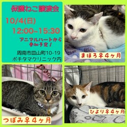 保護ねこ譲渡会in周南市 サムネイル3