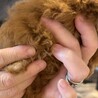 トイプードル2ヶ月 サムネイル3