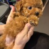 トイプードル2ヶ月 サムネイル4