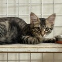 熊本県河川敷に姉妹5匹で遺棄。家族にしてください。