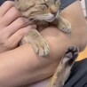 人間大好き！むぎわら柄の女の子　５ヶ月　避妊済 サムネイル2