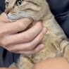 人間大好き！むぎわら柄の女の子　５ヶ月　避妊済 サムネイル4