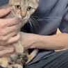 人間大好き！むぎわら柄の女の子　５ヶ月　避妊済 サムネイル5