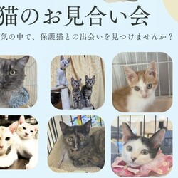 保護猫の譲渡会