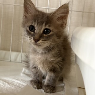 ララちゃんふわふわちゃん