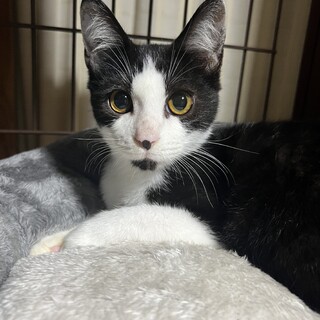 ハチワレ君、少し長めのソックスです☆