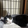 ハチワレ君、少し長めのソックスです☆ サムネイル2