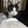 ハチワレ君、少し長めのソックスです☆ サムネイル3